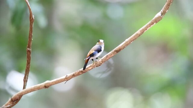 The silver-breasted broadbill (Serilophus lunatus) is a species of bird in the broadbill family, Eurylaimidae that is found in parts of Southeast Asia. 