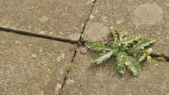 Prickly weed lettuce plant in between concrete paving slabs stock footage