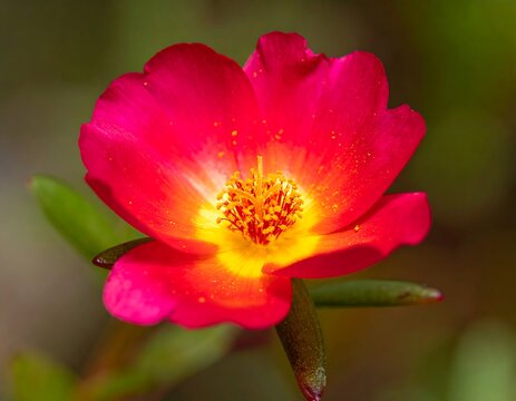 A close-up of a vibrant pink flower with yellow center - Powered by Adobe