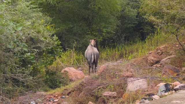 A male nilgai antelope or Boselaphus tragocamelus roaming in the arid forests of gwalior madhya pradesh