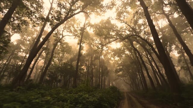 golden light coming through sal trees of terai region of himalayas in dudhwa national park of uttar pradesh