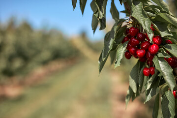 Fresh red cherries ready for seasonal picking on a farm.