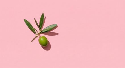 Olive branch lying on pink surface