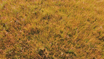 Tranquil sunny summer landscape with green fields and hills.