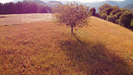 Tranquil sunny summer landscape with green fields and hills.