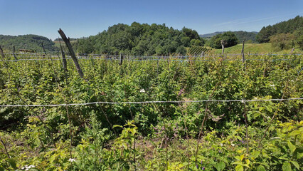 Red raspberries on the organic countryside mountain farm ready for for harvesting.