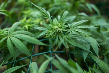 Ripe cannabis plant hemp. Blooming marijuana flower and leafs growing in homemade garden.