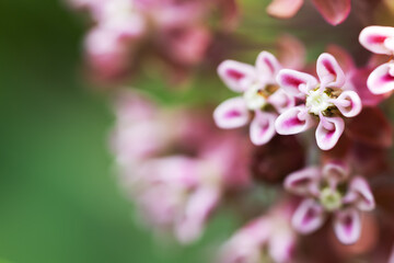 Asclepias syriaca. flower buds of a common milkweed