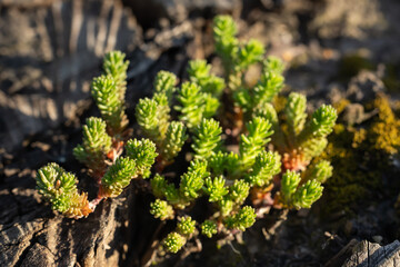 Sedum sexangulare growing from an old stump