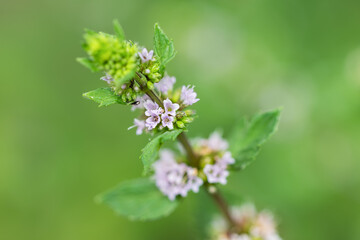 Fototapeta premium Fresh green mint leaves and flowers in the garden