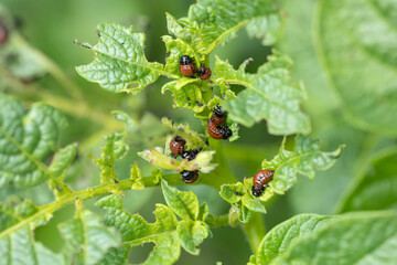 Many Colorado potato beetle. Colorado beetle eats a potato leaves young. Colorado potato beetle