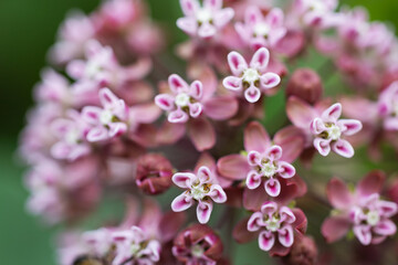 Common milkweed Asclepias Syriaca is blossoming