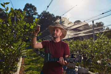 Farmer picking fresh blueberries on a farm.