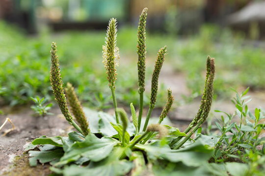 Broadleaf plantain Plantago major as weed on stony ground