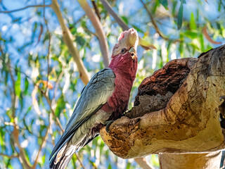 Alert Galah Perched On Big Gum Tree
