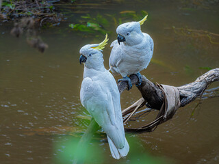 Nice Pair Of Sulphur Crested Cockatoos Over River