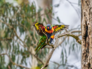 Rainbow Lorikeet Spreads Its Wings