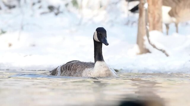 Groupe de Bernaches du Canada (Branta canadensis) sur un plan d&rsquo;eau gel&eacute; et enneig&eacute; en hiver, comportements sociaux et adaptation au froid en milieu urbain naturel