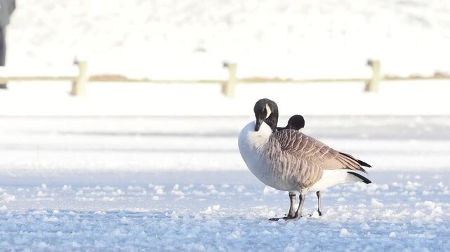 Groupe de Bernaches du Canada (Branta canadensis) sur un plan d&rsquo;eau gel&eacute; et enneig&eacute; en hiver, comportements sociaux et adaptation au froid en milieu urbain naturel