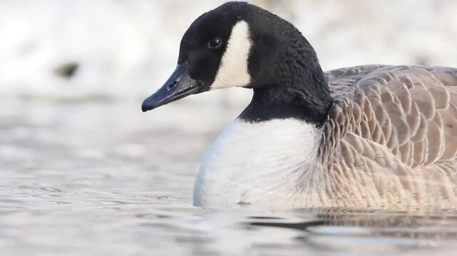 Groupe de Bernaches du Canada (Branta canadensis) sur un plan d&rsquo;eau gel&eacute; et enneig&eacute; en hiver, comportements sociaux et adaptation au froid en milieu urbain naturel