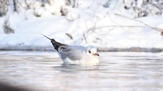 gallinule poule-d&rsquo;eau, gallinula chloropus, oiseau, oiseau aquatique, rallid&eacute;, rallidae, gruiformes, avifaune, faune sauvage, biodiversit&eacute;, nature, milieu naturel, zone humide, plan d&rsquo;eau, &eacute;tang, berg