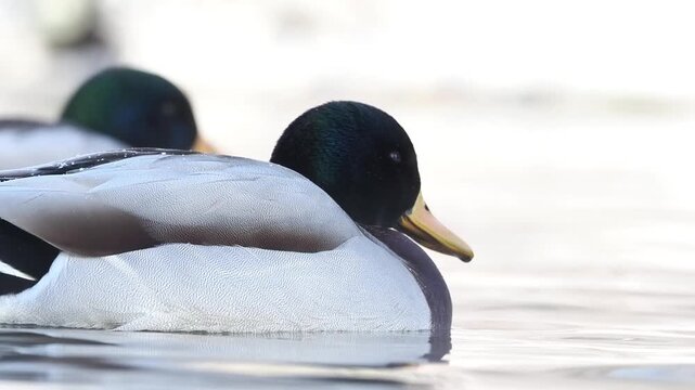 Canards colverts (Anas platyrhynchos) nageant sur un plan d&rsquo;eau enneig&eacute; en hiver