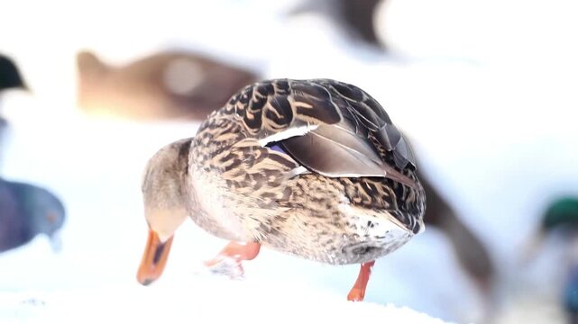 Canards colverts (Anas platyrhynchos) pos&eacute;s sur la neige en milieu humide urbain en hiver