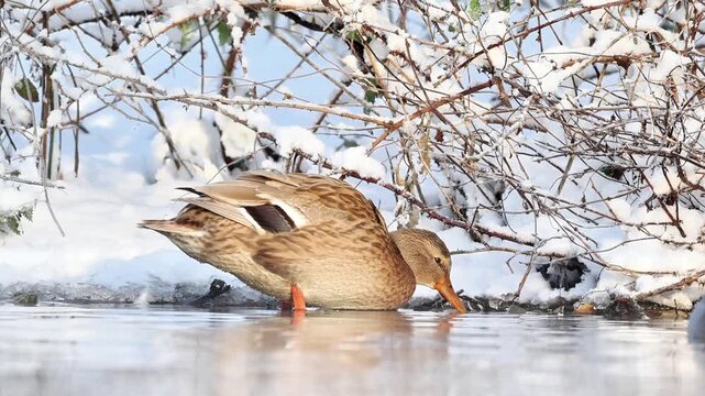 Canards colverts (Anas platyrhynchos) pos&eacute;s sur la neige en milieu humide urbain en hiver
