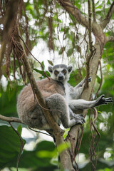 Fototapeta premium Ring-tailed lemur in natural surroundings, holding ficus tree branches. Detailed fur texture and posture visible, outdoor animal scene with copy space.