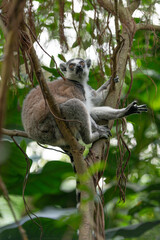Fototapeta premium Ring-tailed lemur climbing ficus tree branches in lush forest. Primate behavior captured in natural environment, suitable for wildlife and travel visuals.