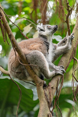 Fototapeta premium Wild ring-tailed lemur resting on a ficus tree trunk, forest background. Clear view of animal posture, fur and limbs, useful for animal themed projects.
