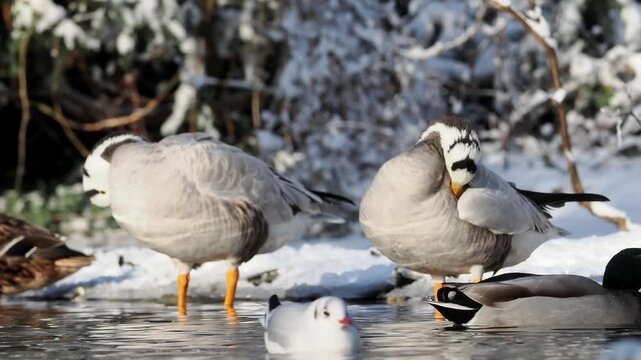 Groupe d&rsquo;oies &agrave; t&ecirc;te barr&eacute;e (Anser indicus) nageant sur un plan d&rsquo;eau en hiver