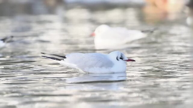gallinule poule-d&rsquo;eau, gallinula chloropus, oiseau, oiseau aquatique, rallid&eacute;, rallidae, gruiformes, avifaune, faune sauvage, biodiversit&eacute;, nature, milieu naturel, zone humide, plan d&rsquo;eau, &eacute;tang, berg