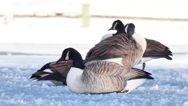 Groupe de Bernaches du Canada (Branta canadensis) sur un plan d&rsquo;eau gel&eacute; et enneig&eacute; en hiver, comportements sociaux et adaptation au froid en milieu urbain naturel