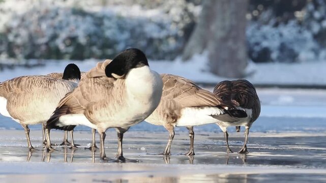 Groupe de Bernaches du Canada (Branta canadensis) sur un plan d&rsquo;eau gel&eacute; et enneig&eacute; en hiver, comportements sociaux et adaptation au froid en milieu urbain naturel