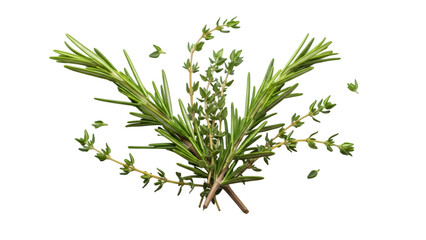 Obraz premium Fresh rosemary sprig with green leaves and stems isolated on transparent background