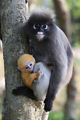 Obraz premium Baby Dusky langur or Leaf Monkeys and mother