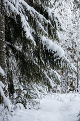 Wintery snow-covered forest