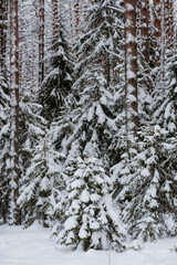 Wintery snow-covered forest
