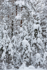 Wintery snow-covered forest