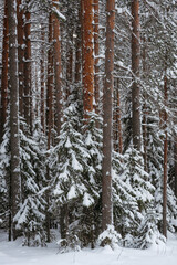 Wintery snow-covered forest