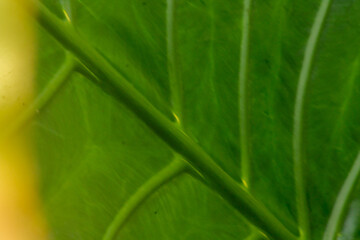 Fresh taro leaves background. Background of the green leaves of elephant ear plant	