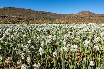 Lush onion field cultivated for seed production near the historic hamlet of Wupperthal in the Cederberg Mountains, Western Cape, South Africa. Flourishing agriculture in rugged Karoo landscape.