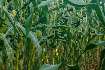 Corn field close up. Selective focus. Green Maize Corn Field Plantation in Summer Agricultural Season. Close up of corn on the cob in a field	