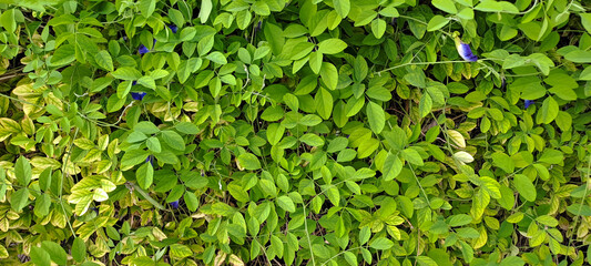 Green leaf wall texture background. Nature view of green plants. Environmental freshness wallpaper concept.
