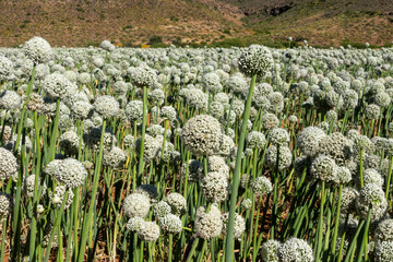Lush onion field cultivated for seed production near the historic hamlet of Wupperthal in the Cederberg Mountains, Western Cape, South Africa. Flourishing agriculture in rugged Karoo landscape.