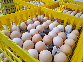 Chicken eggs in an incubator.	