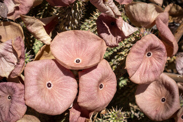 Rare blooming Bushman&rsquo;s hat (Hoodia gordonii), the bitter ghaap succulent famous for appetite suppression. Wildflower near Wupperthal, Cederberg Mountains, Western Cape, South Africa.
