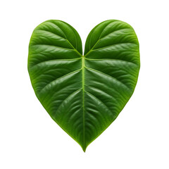 heart shaped leaf