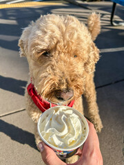 Dog and whipped cream